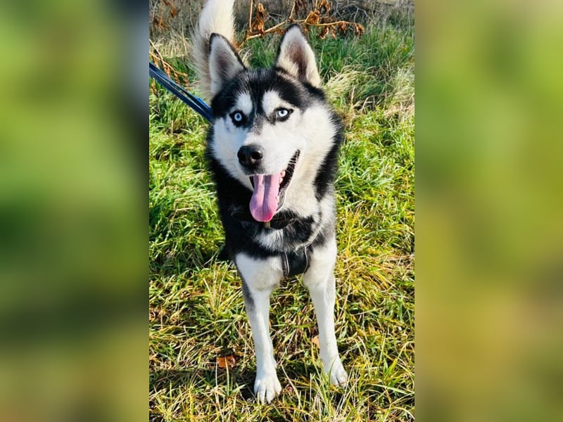 BANDIT - der verspielte und soziale Bursche möchte für immer ein Teil deiner Familie sein!