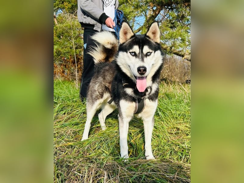 BANDIT - der verspielte und soziale Bursche möchte für immer ein Teil deiner Familie sein!