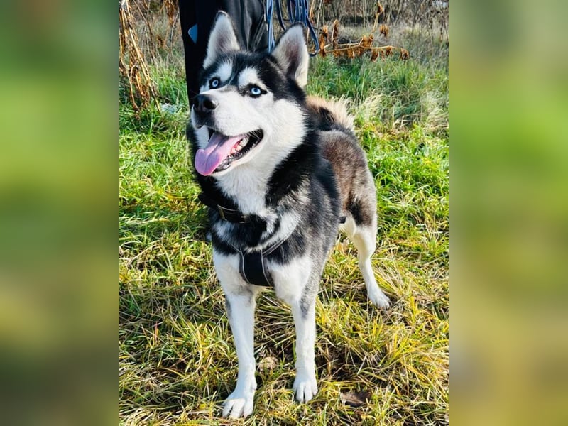 BANDIT - der verspielte und soziale Bursche möchte für immer ein Teil deiner Familie sein!