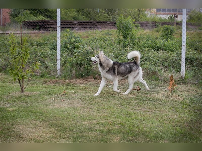 NANOOK - der hübsche Rüde sucht ein liebevolles Zuhause mit Hundeerfahrung