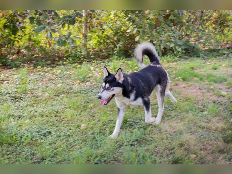 Chip-Nr. 245725 - der hübsche Husky-Mix Rüde möchte mit seinen Menschen tolle Abenteuer erleben