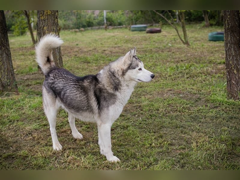 NANOOK - der hübsche Rüde sucht ein liebevolles Zuhause mit Hundeerfahrung
