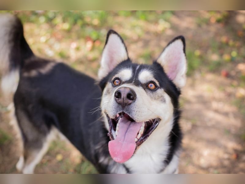 Chip-Nr. 245725 - der hübsche Husky-Mix Rüde möchte mit seinen Menschen tolle Abenteuer erleben