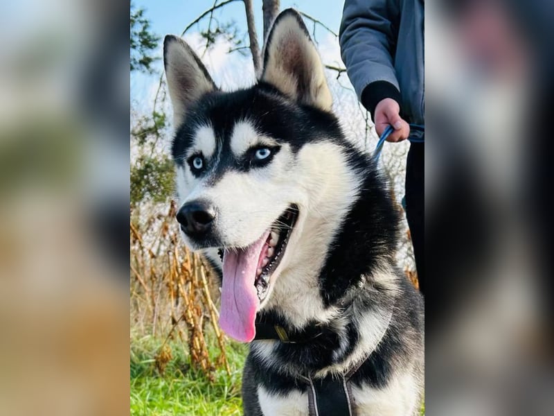 BANDIT - der verspielte und soziale Bursche möchte für immer ein Teil deiner Familie sein!