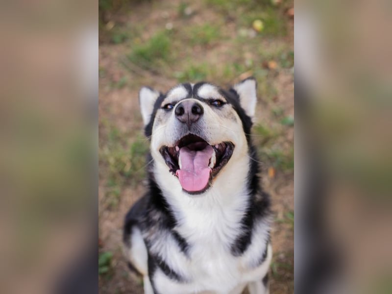 Chip-Nr. 245725 - der hübsche Husky-Mix Rüde möchte mit seinen Menschen tolle Abenteuer erleben