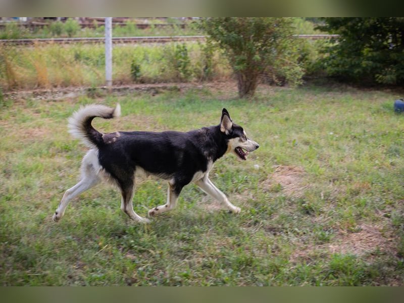 Chip-Nr. 245725 - der hübsche Husky-Mix Rüde möchte mit seinen Menschen tolle Abenteuer erleben