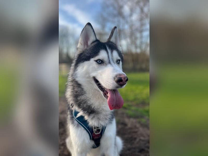 Husky Rüde