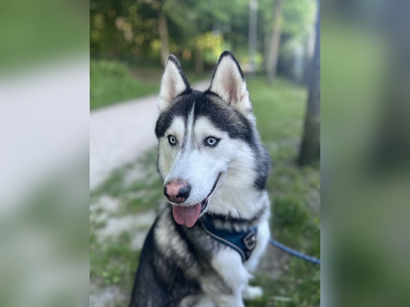 Husky Rüde