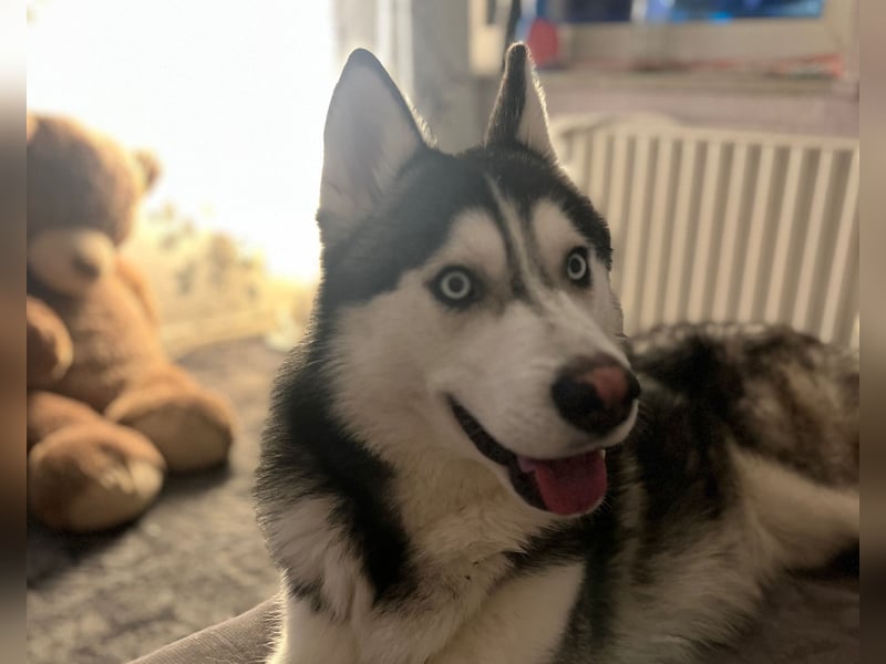 Husky Rüde