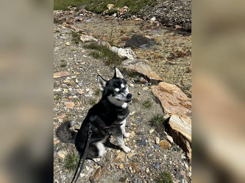 Mischling Husky Shadow sucht ein neues Zu hause