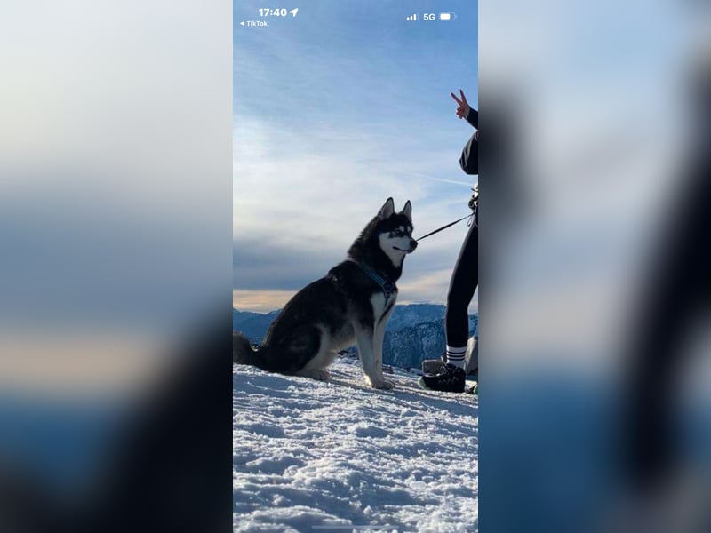 Mischling Husky Shadow sucht ein neues Zu hause