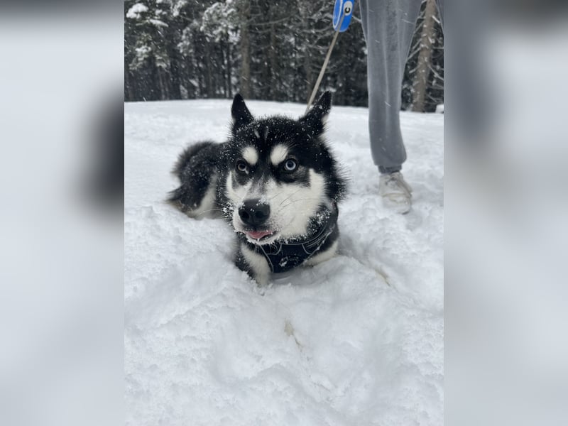 Mischling Husky Shadow sucht ein neues Zu hause