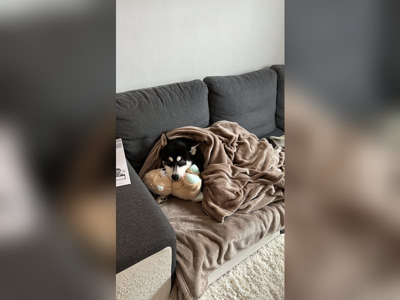 Mischling Husky Shadow sucht ein neues Zu hause
