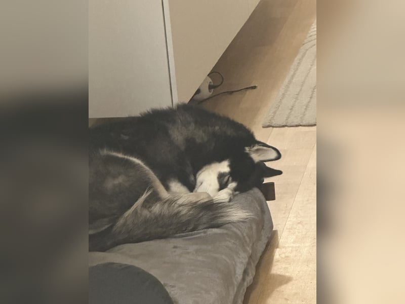 Mischling Husky Shadow sucht ein neues Zu hause