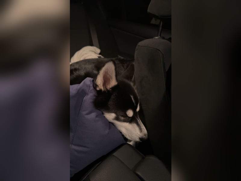 Mischling Husky Shadow sucht ein neues Zu hause