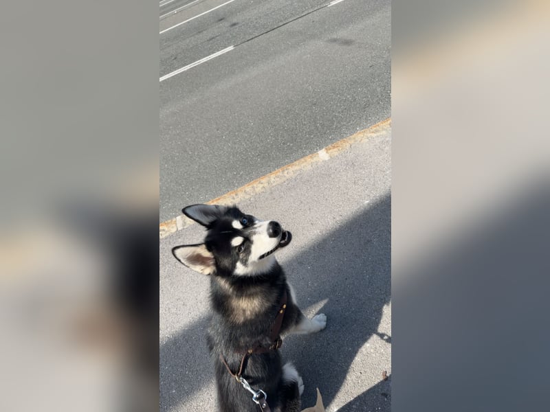 Mischling Husky Shadow sucht ein neues Zu hause