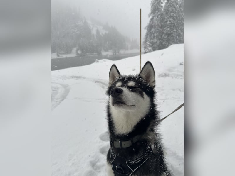 Mischling Husky Shadow sucht ein neues Zu hause