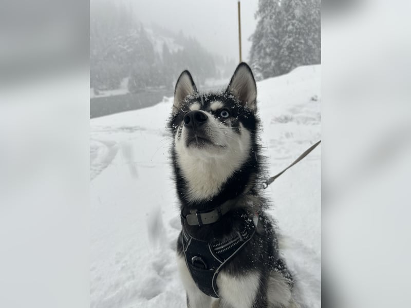 Mischling Husky Shadow sucht ein neues Zu hause