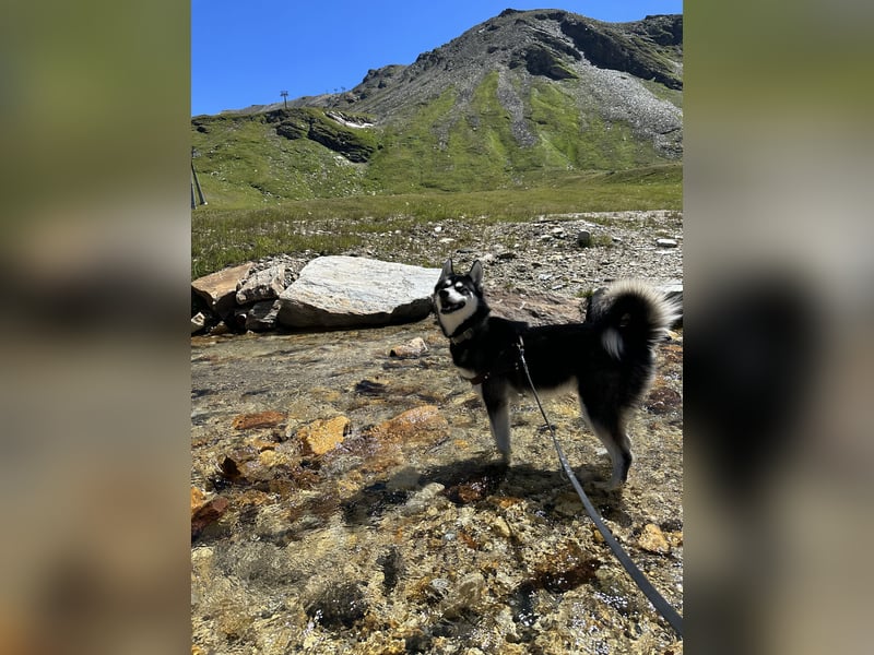 Mischling Husky Shadow sucht ein neues Zu hause