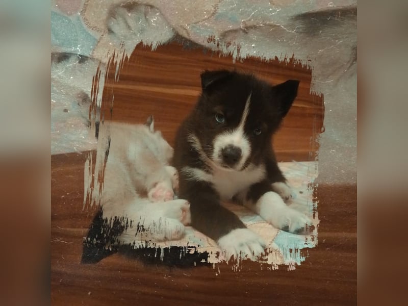 Bailey