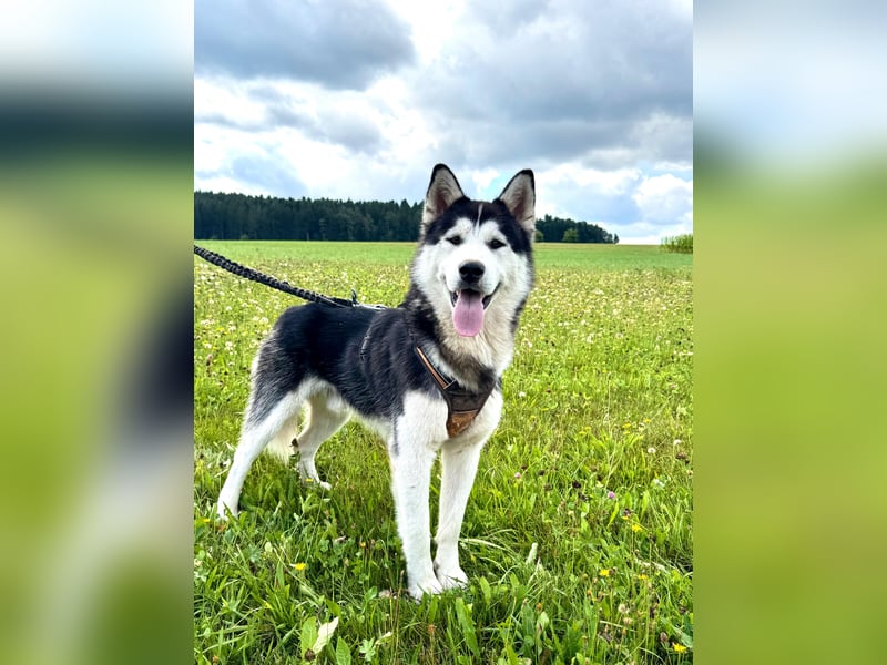 Traumhund