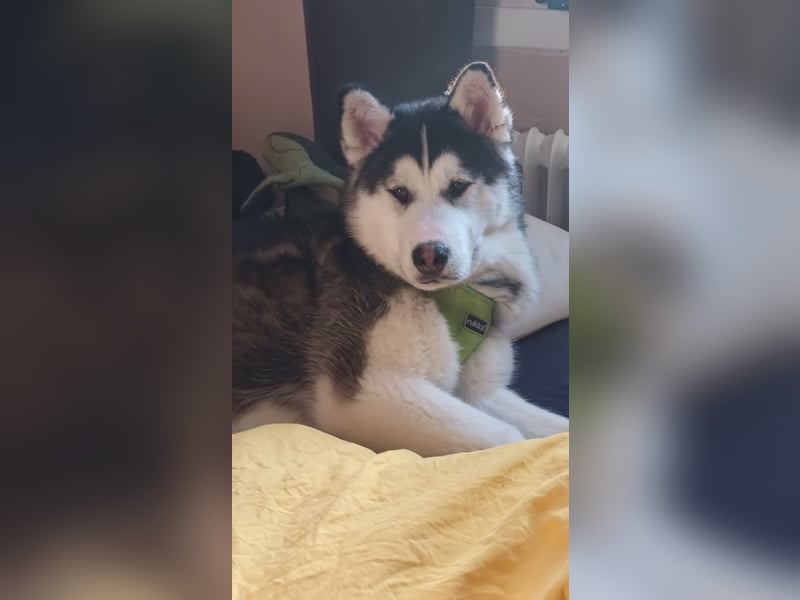 Traumhund