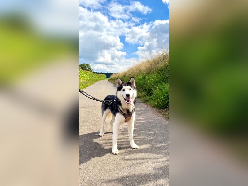 Traumhund