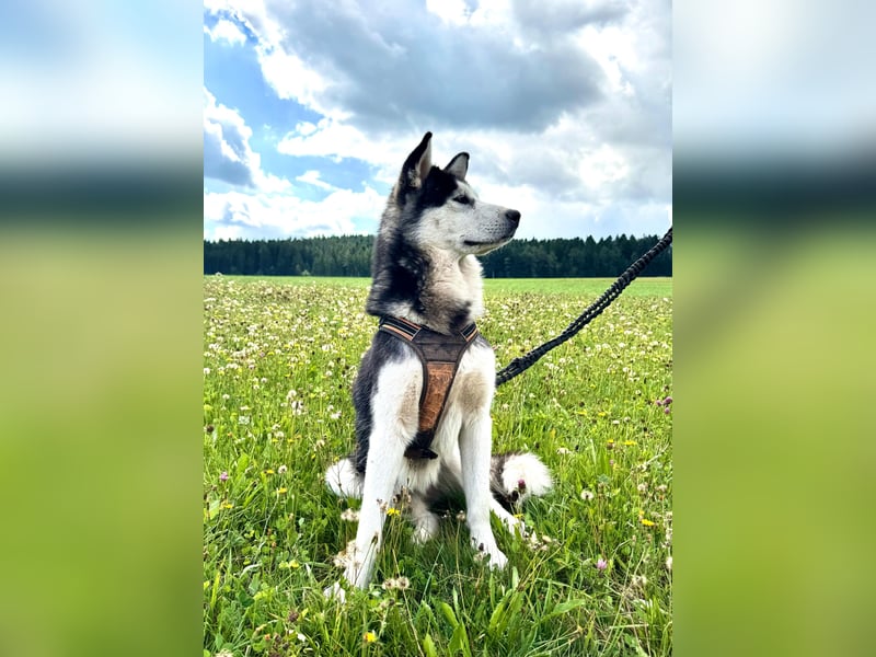 Traumhund