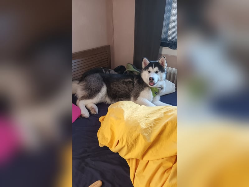Traumhund