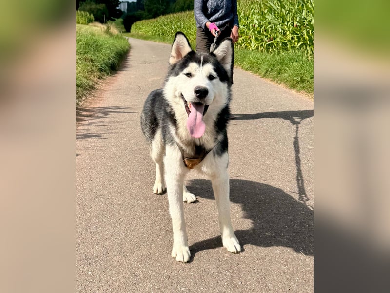 Traumhund