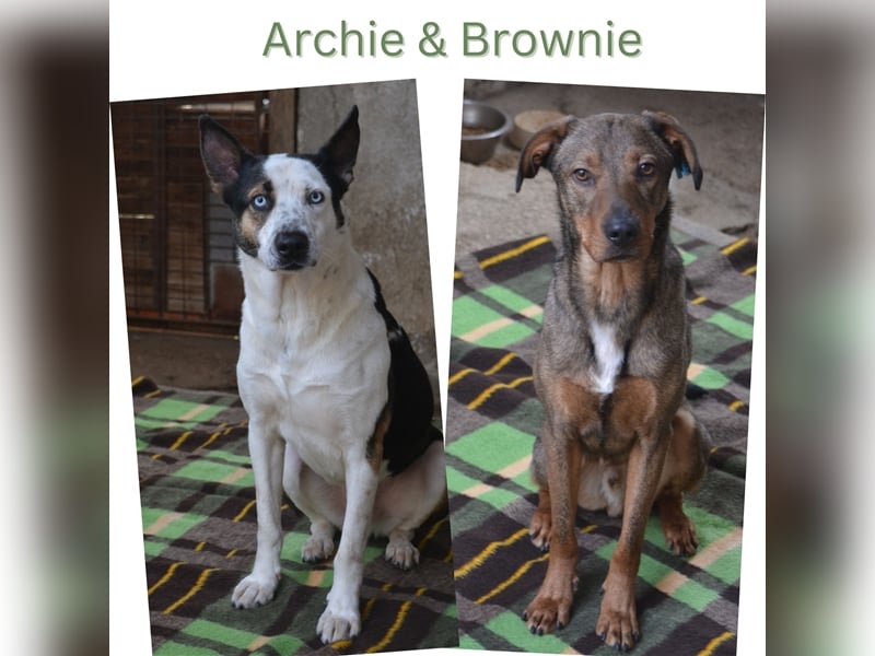 Archie & Brownie