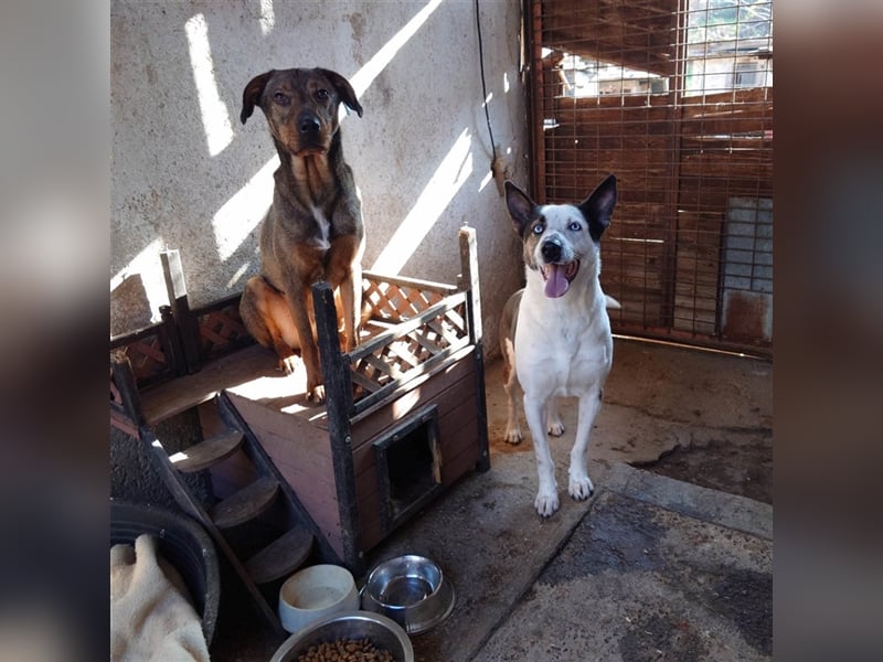 Archie & Brownie