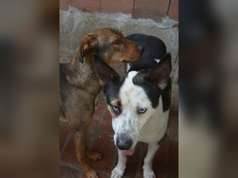 Archie & Brownie