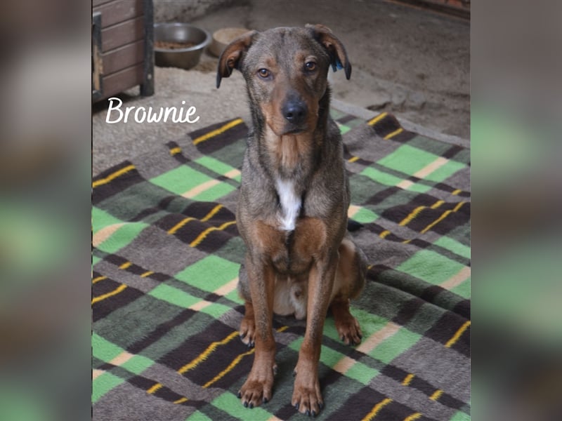 Archie & Brownie