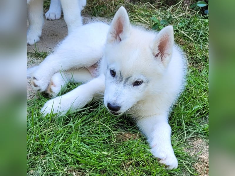 Siberian Husky Rüde. Ein wunderschöner Welpe sucht sein für immer Zuhause