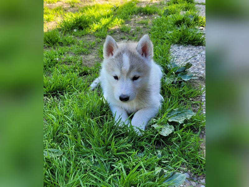 Siberian Husky Rüde. Ein wunderschöner Welpe sucht sein für immer Zuhause