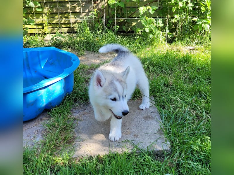 Siberian Husky Rüde. Ein wunderschöner Welpe sucht sein für immer Zuhause