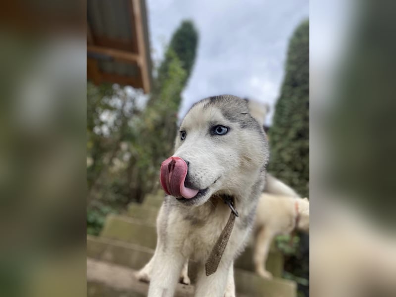 Lobo - wunderschöner Husky