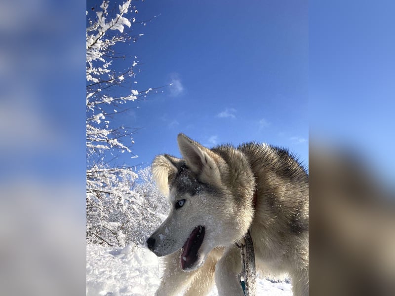 Lobo - wunderschöner Husky