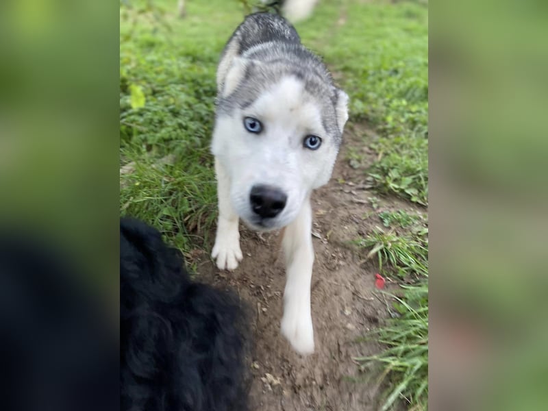 Lobo - wunderschöner Husky