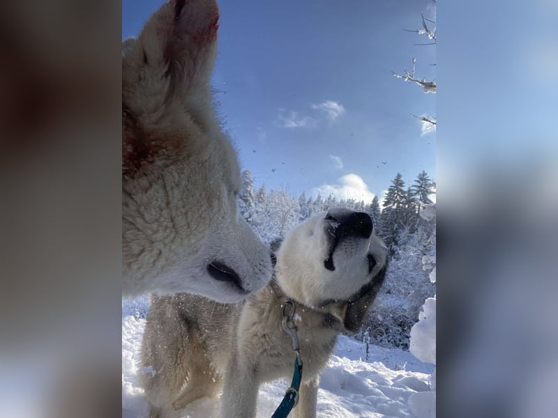 Lobo - wunderschöner Husky