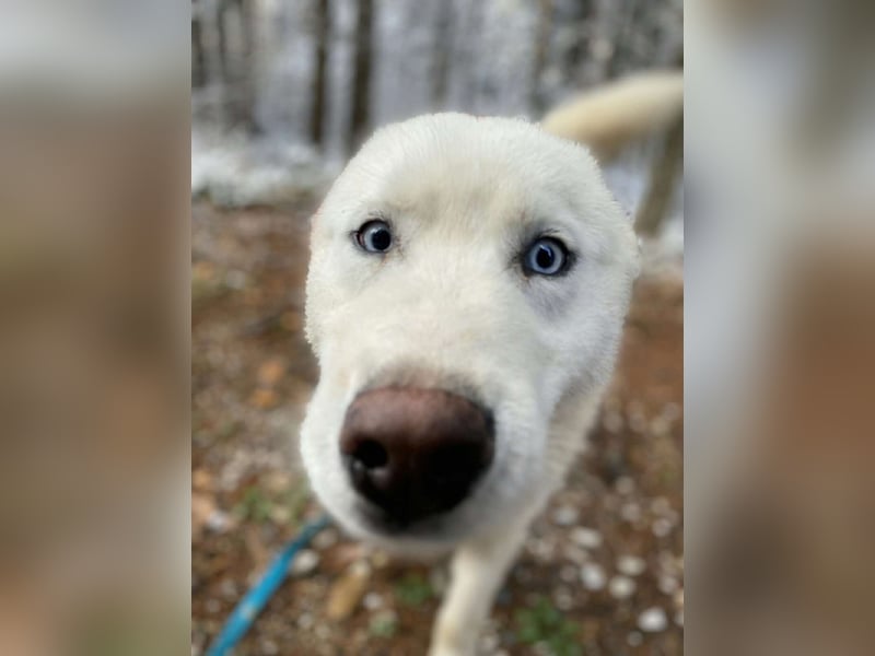 Lobo - wunderschöner Husky