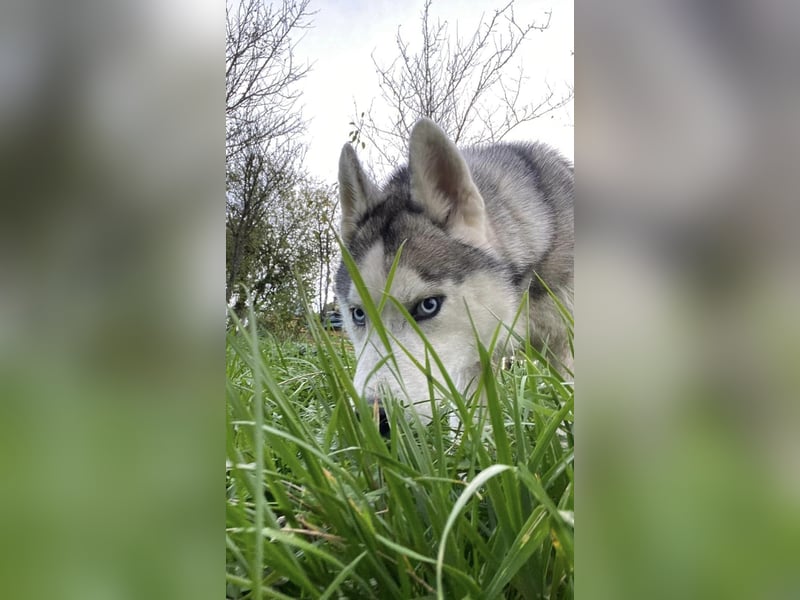Lobo - wunderschöner Husky