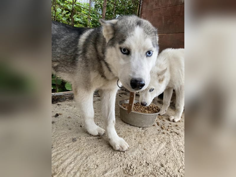 Lobo - wunderschöner Husky