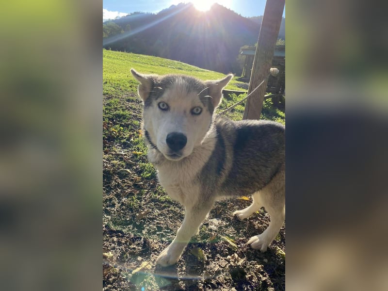 Lobo - wunderschöner Husky