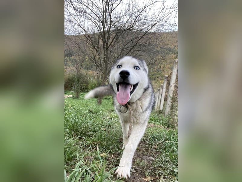 Lobo - wunderschöner Husky
