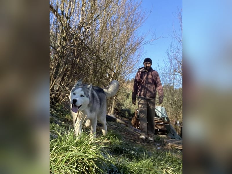 Lobo - wunderschöner Husky