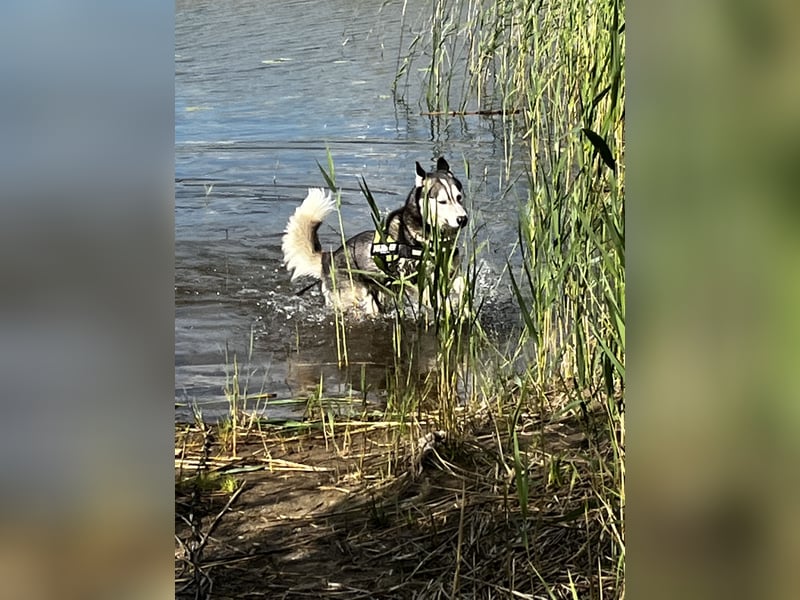 Husky aus gesundheitlichen Gründen schweren Herzen Abzug
