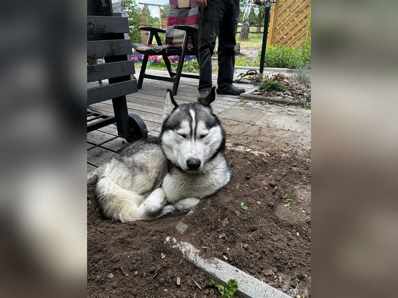 Husky Rüde aus gesundheitlichen Gründen schweren Herzens abzugeben.
