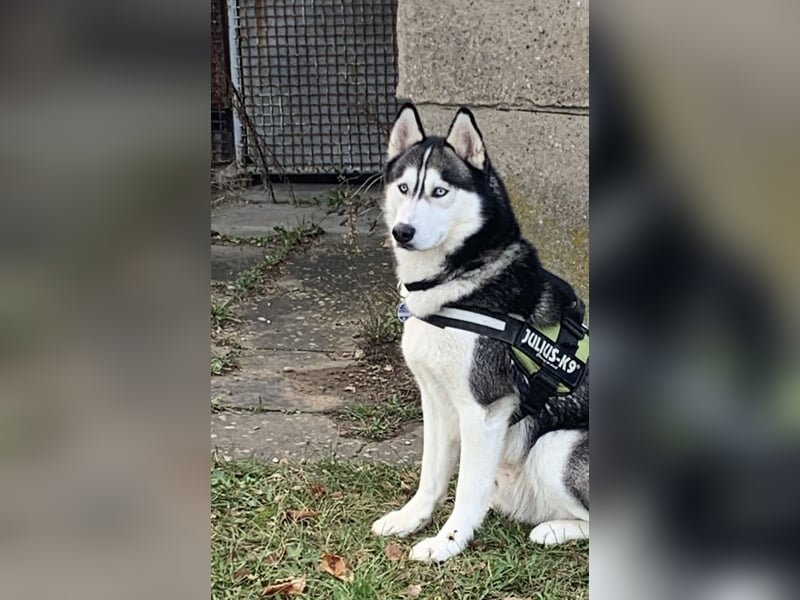 Husky aus gesundheitlichen Gründen schweren Herzens abzugeben